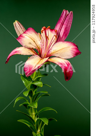 Blooming orange lollypop lily on a green background Blooming orange lollypop lily on a green background 117924958
