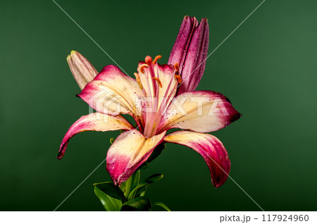 Blooming orange lollypop lily on a green background Blooming orange lollypop lily on a green background 117924960