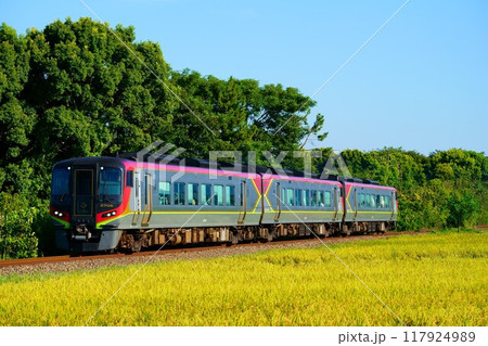 稲穂の中を走る特急うずしお（2700系） 117924989