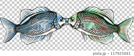 仲良しの観賞魚キッシンググラミーの切り絵イラスト 117925081