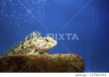 アナハゼ　アヤアナハゼ　カジカ　ハゼ　Sunrise 117925143