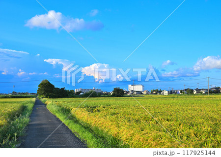 青い空と白い雲 夏空 都市と田圃 さいたま市 青い空と白い雲 夏空 都市と田圃 さいたま市 117925144
