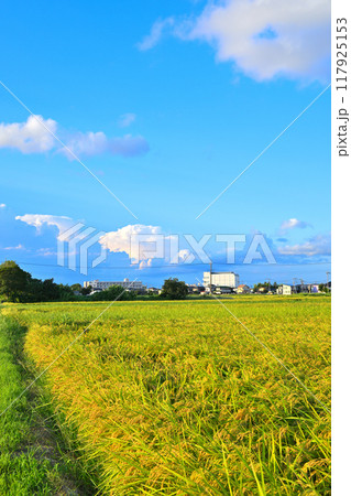 青い空と白い雲　夏空　都市と田圃　さいたま市　　　　 117925153