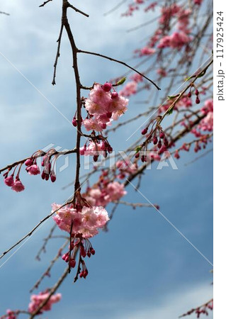 滋賀県甲賀市に青空に映える桜 117925424