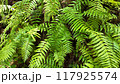 熱帯植物シダの葉が生い茂る 117925574