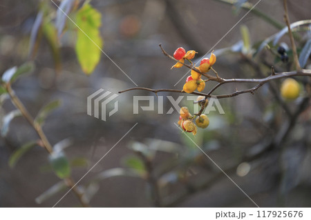 冬の森景色　ツルウメモドキの朱色の実 117925676