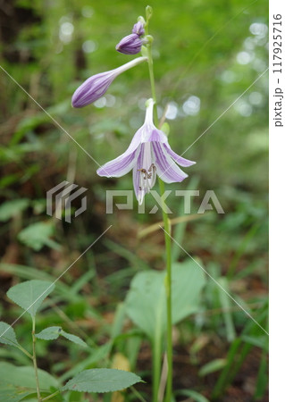 夏の森を紫色で涼しげに彩るオオバギボウシの花 117925716
