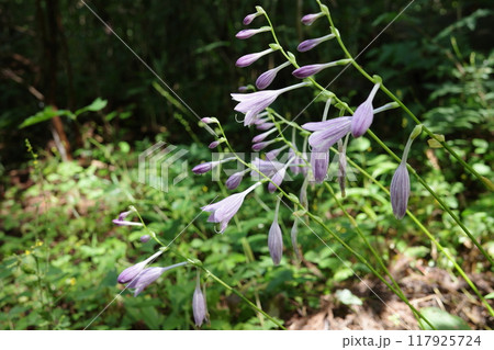 夏の森を紫色で涼しげに彩るオオバギボウシの花 117925724