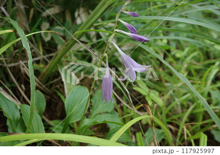 夏の森を紫色で涼しげに彩るオオバギボウシの花 117925997