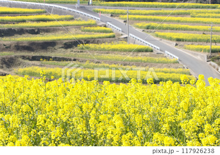 満開の菜の花畑 満開の菜の花畑 117926238