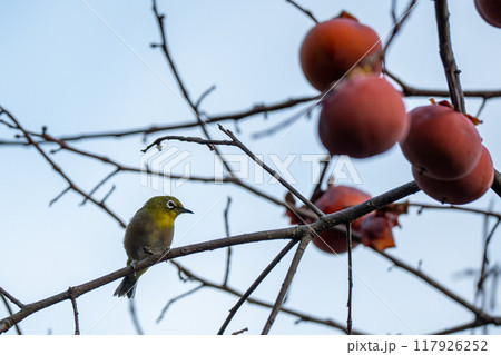 柿の実とメジロ 117926252