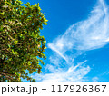 Upward view to cloudy blue sky with green leaves tree in outdoor under sunlight 117926367