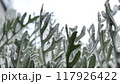 シロタエギクが生い茂る庭 117926422