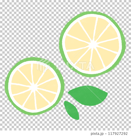 Illustration of a cross section of a kabosu Illustration of a cross section of a kabosu 117927292