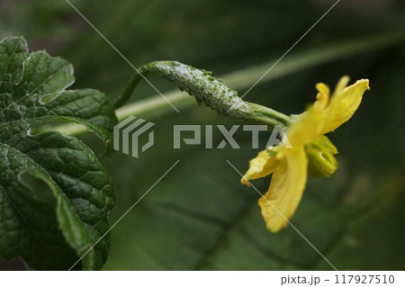 ゴーヤの雌花 ゴーヤの雌花 117927510