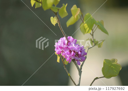 ハナズオウ 117927692