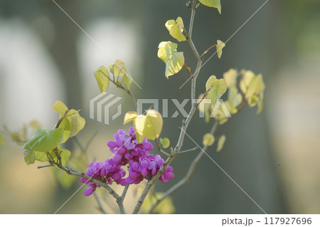 ハナズオウ 117927696