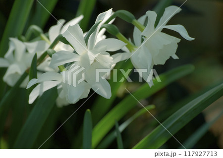 水仙 水仙 117927713