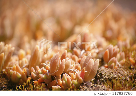 デロスペルマ・スパルマントイデス 117927760