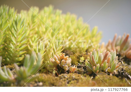 デロスペルマ・スパルマントイデス デロスペルマ・スパルマントイデス 117927766