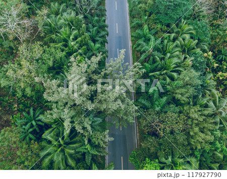 Aerial view of trail in spring tropical forest 117927790