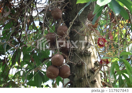 実がなり花が咲いているホウガンノキのある風景 117927843