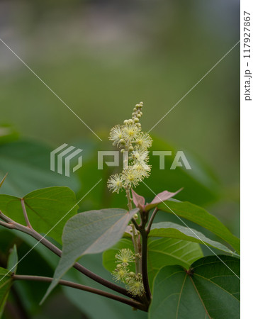 アカメガシワの雄花 117927867