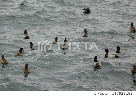 嵐の湾岸の波間に漂う海鳥 117928182