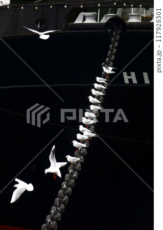 係留された船の錨に羽休めするカモメの群れ 117928301