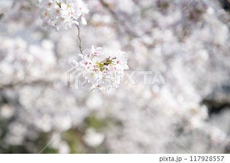 桜 桜 117928557
