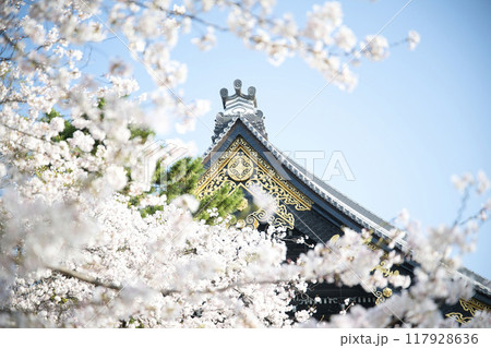 桜咲く東本願寺2023年　春 117928636
