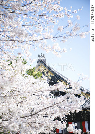 桜咲く東本願寺2023年 春 桜咲く東本願寺2023年 春 117928637