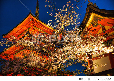 清水寺夜間特別拝観2023年桜の季節 清水寺夜間特別拝観2023年桜の季節 117929282