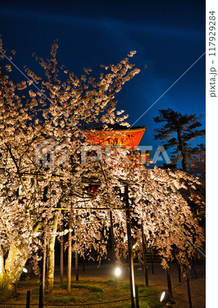 清水寺夜間特別拝観2023年桜の季節 117929284