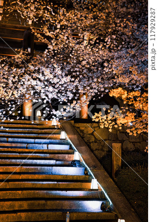 清水寺夜間特別拝観2023年桜の季節 清水寺夜間特別拝観2023年桜の季節 117929287