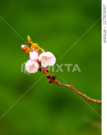 放水路土手に咲き始めた桜の花 放水路土手に咲き始めた桜の花 117929567