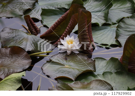 水蓮 117929902