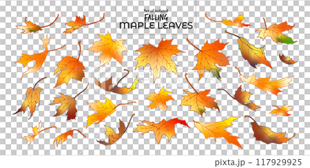 Set of isolated falling maple leaves. Cute Autumn foliage illustration in hand drawn style. Orange outline with yellow and brown colors on transparent background. Set of isolated falling maple leaves. Cute Autumn foliage illustration in hand drawn style. Orange outline with yellow and brown colors on transparent background. 117929925