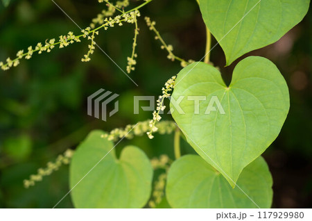 オニドコロの葉と小さな白い花 117929980