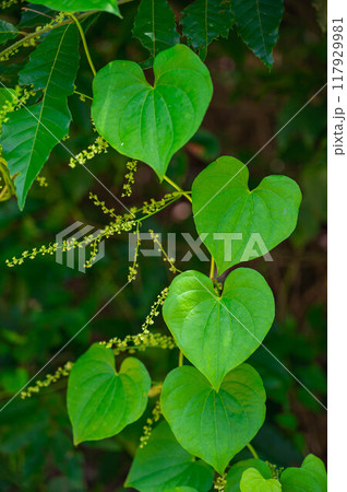 オニドコロの葉と小さな白い花 117929981