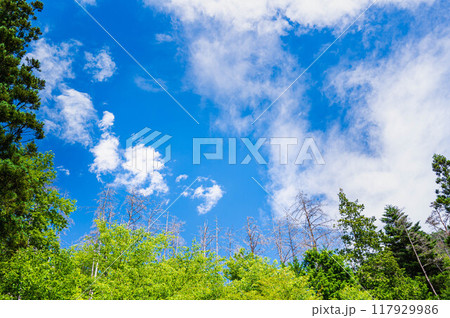 森の立ち枯れた木と青空　 117929986