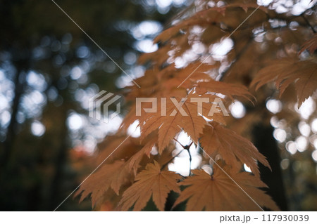 秋の公園と紅葉の風景 117930039