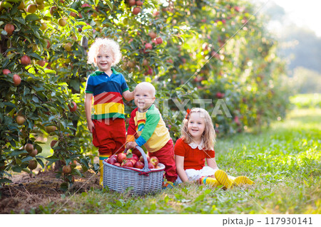 Kids picking apples in fruit garden 117930141