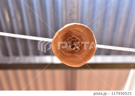 ハチの巣　洗濯ロープに作られたハチの巣　作りかけのハチの巣 117930525