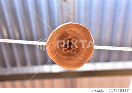 ハチの巣 洗濯ロープに作られたハチの巣 作りかけのハチの巣 ハチの巣 洗濯ロープに作られたハチの巣 作りかけのハチの巣 117930527