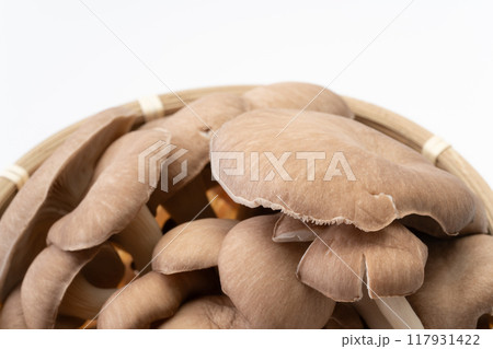 ヒラタケのクローズアップ 117931422