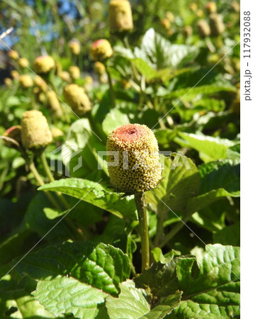 真夏に咲く一年草「オランダセンニチ」 真夏に咲く一年草「オランダセンニチ」 117932088