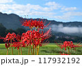 稲のほとりに咲く、青空に映える紅い花、彼岸花 117932192