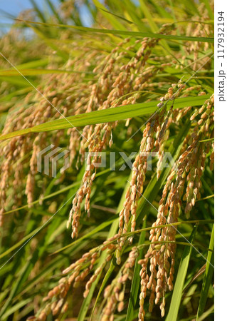 実った稲穂 117932194