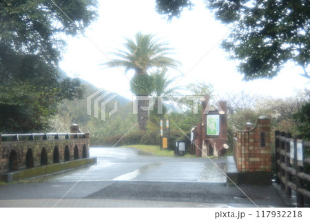 伊豆大島　椿園 117932218